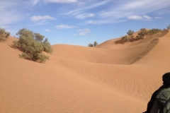 6585 11-2 camel ride into the desert