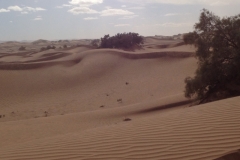 6588 11-2 camel ride into the desert