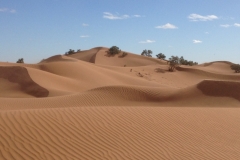 6589 11-2 camel ride into the desert