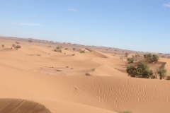 6590 11-2 camel ride into the desert