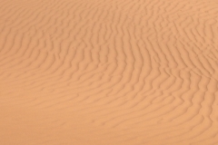 6591 11-2 camel ride into the desert
