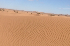 6592 11-2 camel ride into the desert