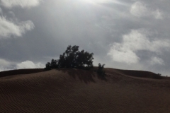 6600 11-2 camel ride into the desert