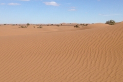 6601 11-2 camel ride into the desert