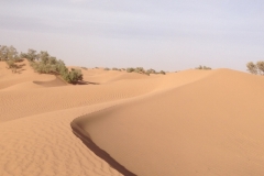 6627 11-2 camel ride into the desert