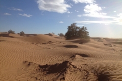 6635 11-2 camel ride into the desert