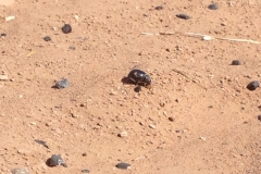 6642 12-2 beetle