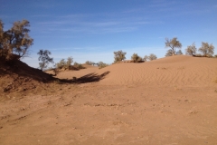 6652 13-2 dune