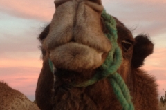 6671 13-2 camel