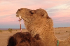 6672 13-2 camel