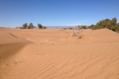 6695 14-2 desert