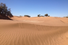 6696 14-2 desert