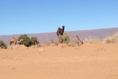 6700 14-2 camels