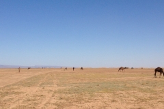 6724 14-2 camels