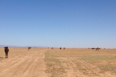 6725 14-2 camels