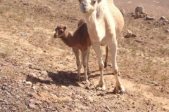 6774 15-2 camel mother and baby