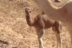 6776 15-2 camel mother and baby