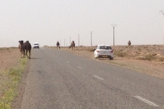 6862 19-2 camels