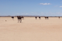 6936 22-2 Camels