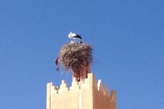 7048 27 -2 storks nest