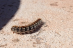 7096 28 -2 caterpillar