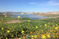 7216 7-3 meadow flowers