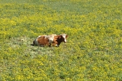 7219 7-3 cow