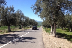 7232 8-3 road through trees