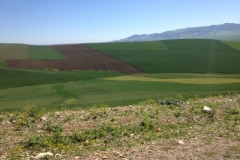 7242 8-3 fields