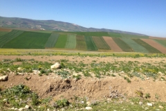 7244 8-3 fields