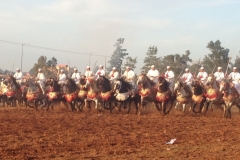 7293 11-3 horse festival