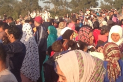 7295 11-3 horse festival