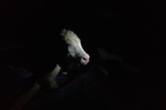 7320 12-3 new born calf