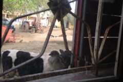 7322 12-3 cow