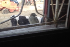7324 12-3 cow