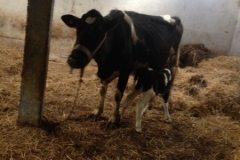 7336 12-3 mother and baby
