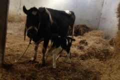 7341 12-3 mother and baby