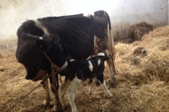 7346 12-3 mother and baby