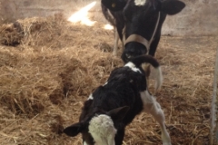 7365 12-3 mother and baby
