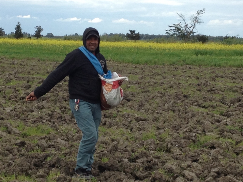 7385 13-3 seed sowing