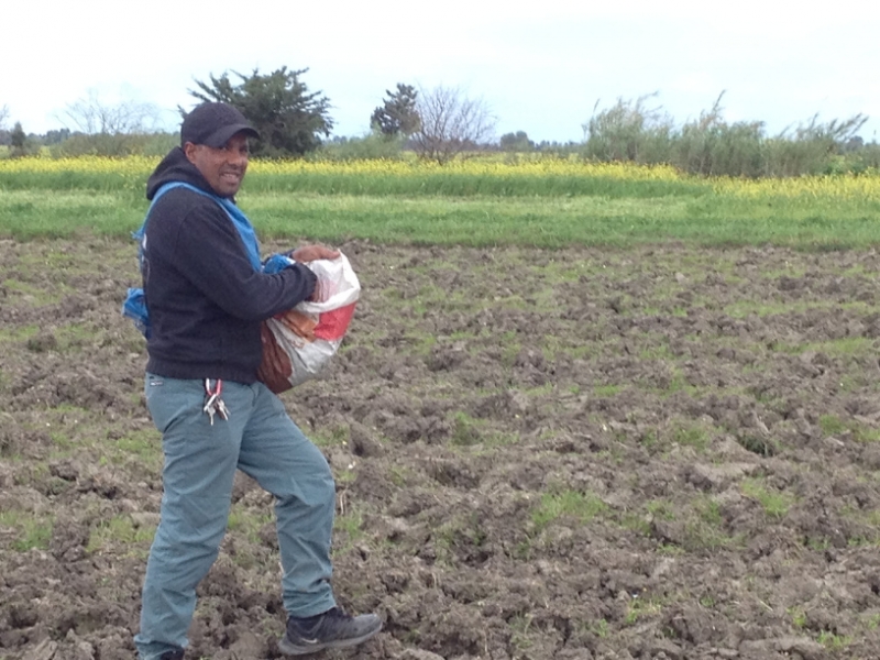 7387 13-3 seed sowing