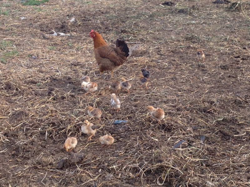 7400 13-3 Hen and chicks
