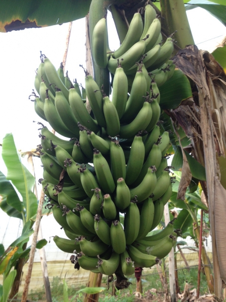 7402 13-3 Bananas