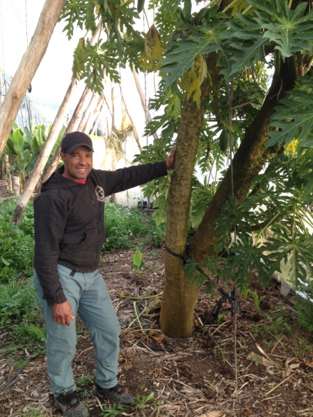 7404 13-3 Kamal and Bananas