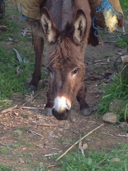 7427 14-3 donkey