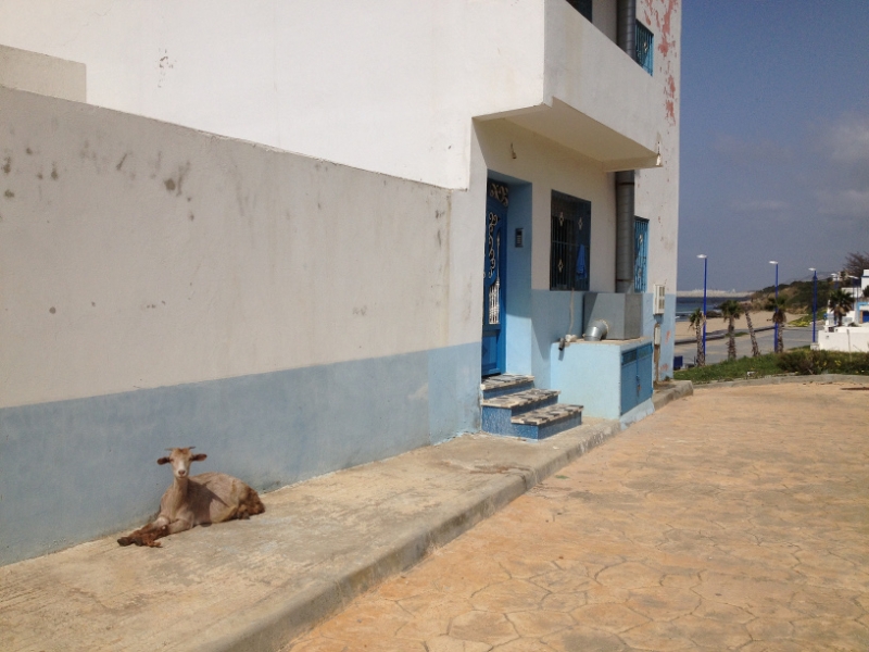 7489 18-3 Sunbathing goat