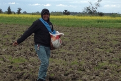 7385 13-3 seed sowing