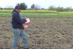 7387 13-3 seed sowing