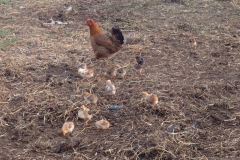 7400 13-3 Hen and chicks