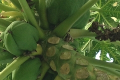 7403 13-3 Bananas